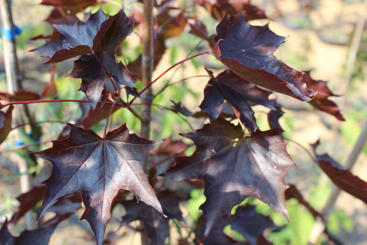 Acer platanoides 'Royal Red'
