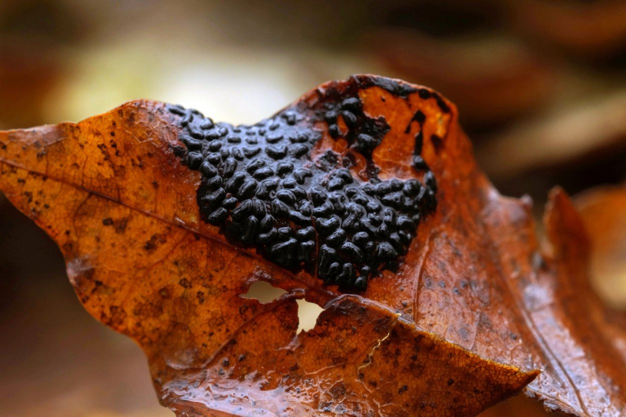 Ритисма Кленовая