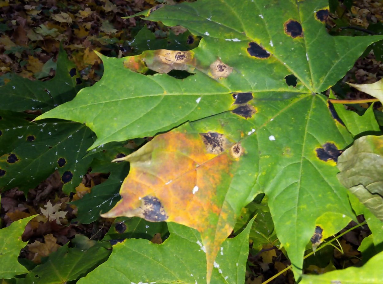 Черная пятнистость листьев клена