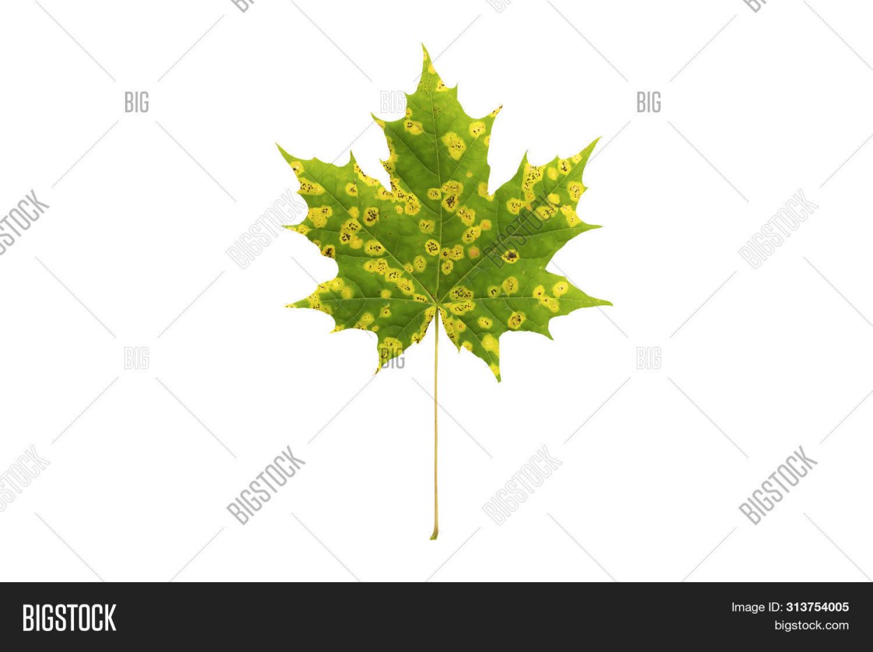 Ритисма Кленовая рисунок