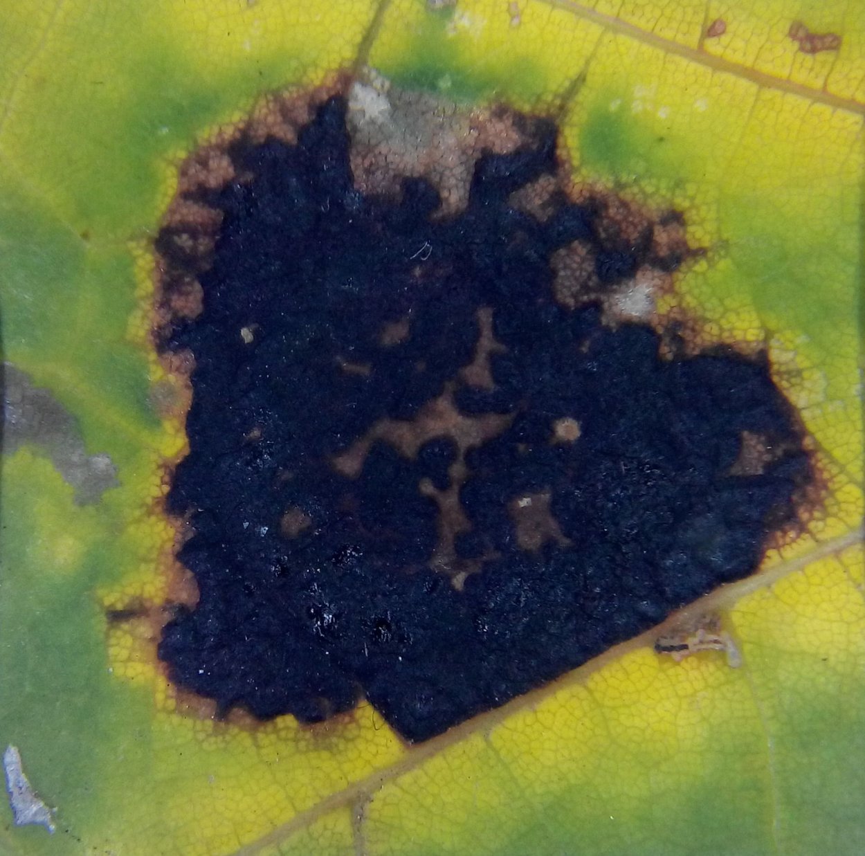 Черная пятнистость клена меры борьбы