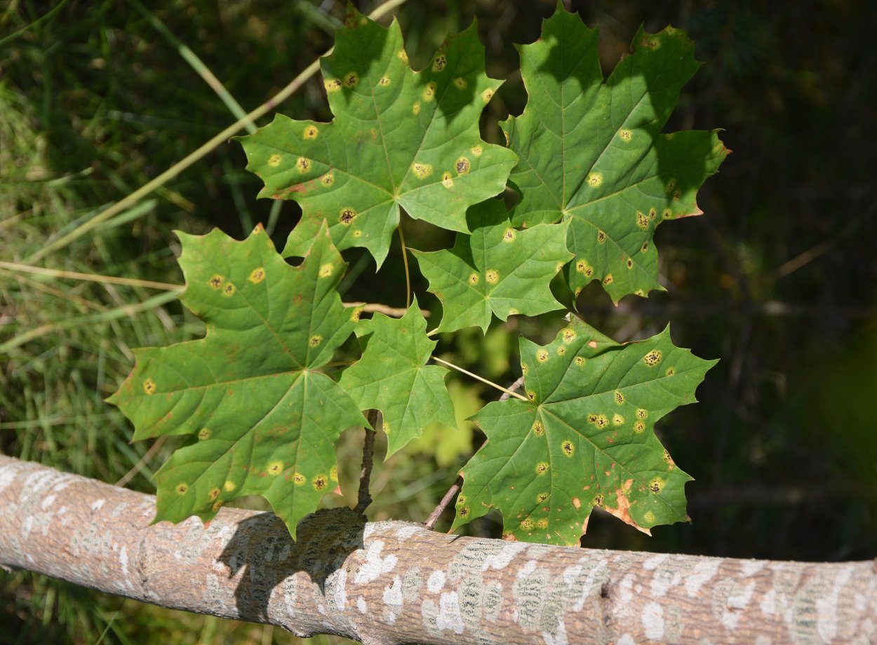 Клен пятнистый почему