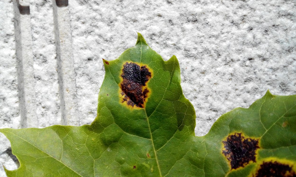 Черная пятнистость листьев клена