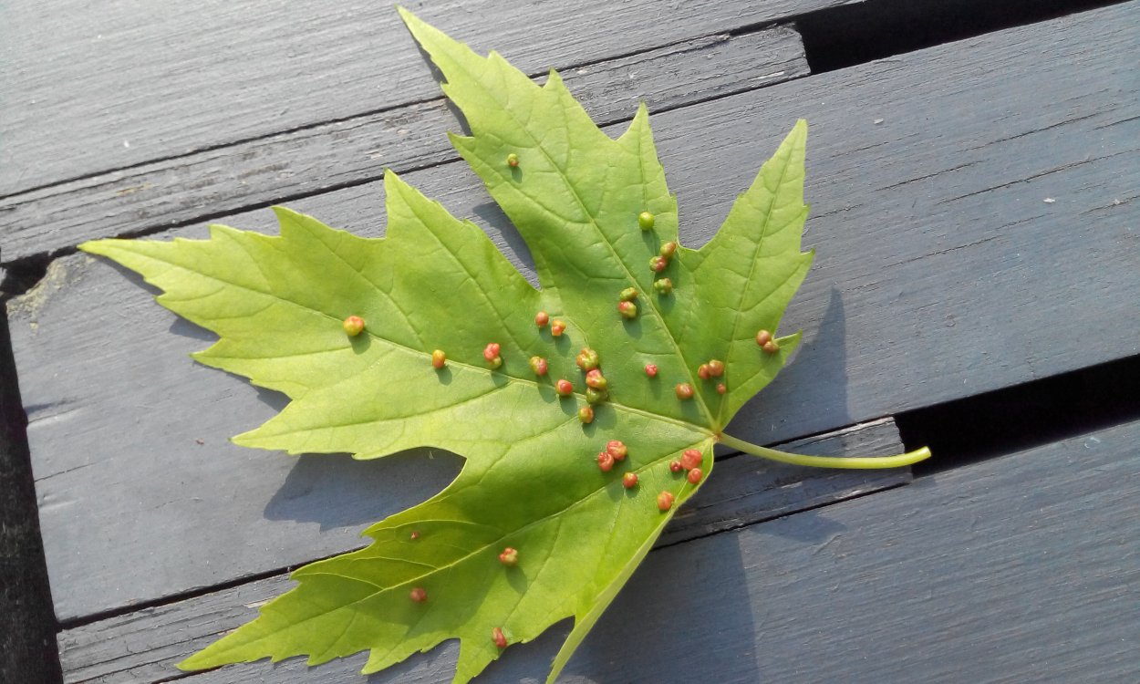 Кленовый галловый клещ