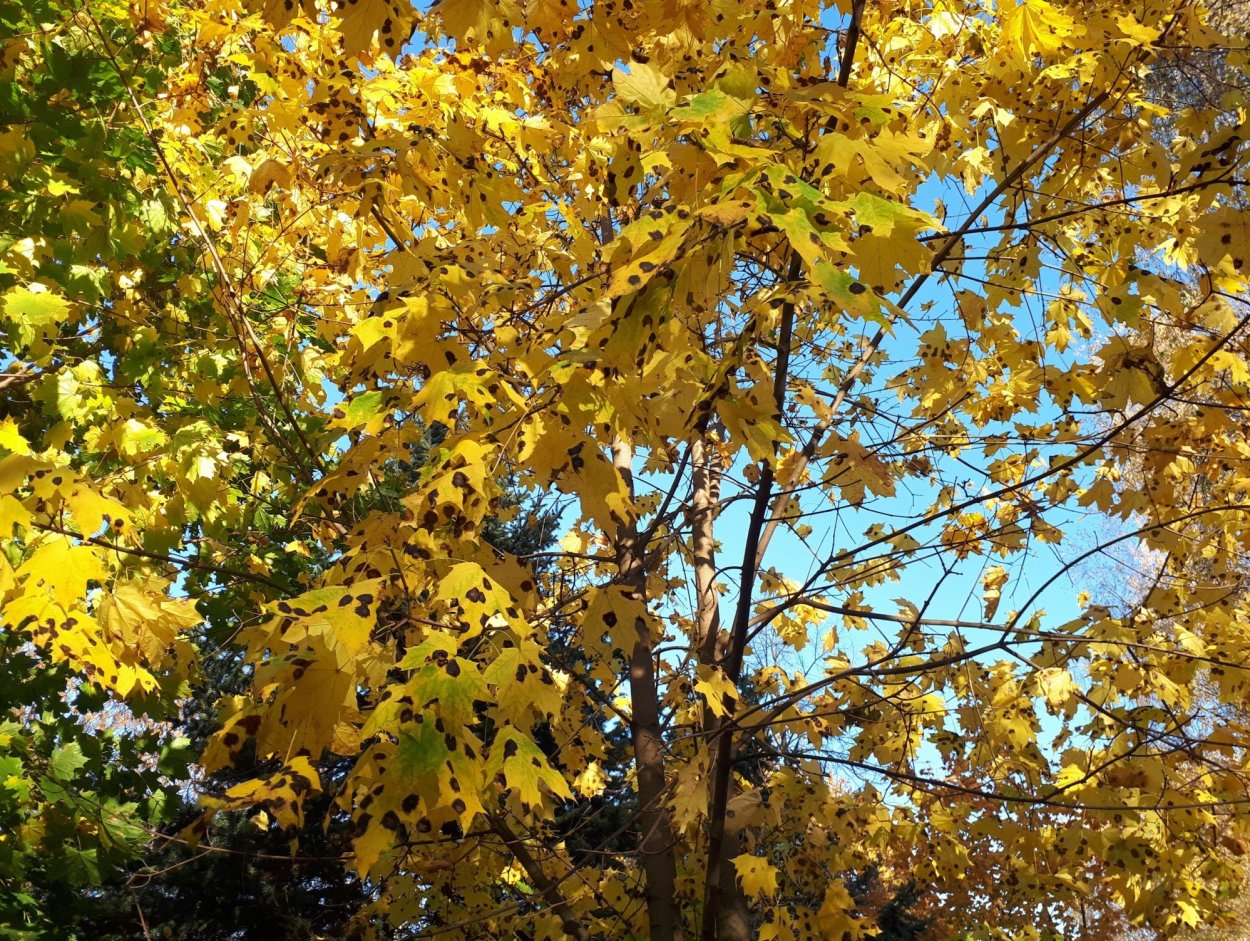 Черная пятнистость клена