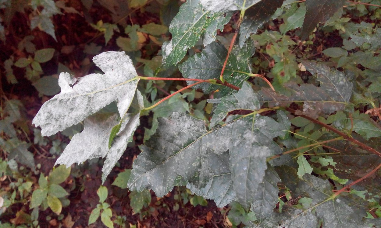 Мучнистая роса клена