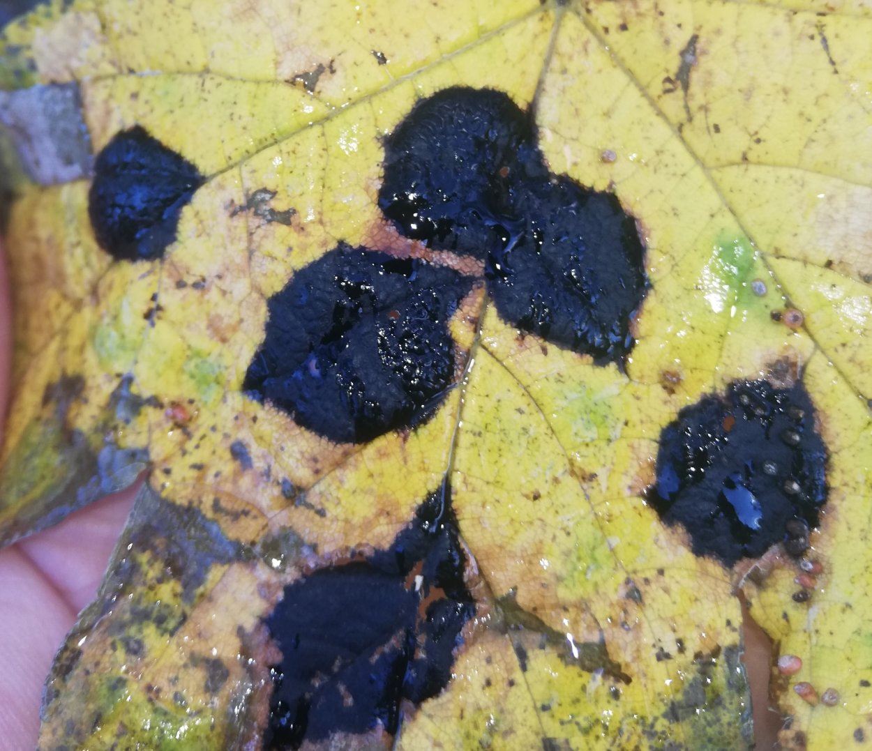 Rhytisma acerinum жизненный цикл