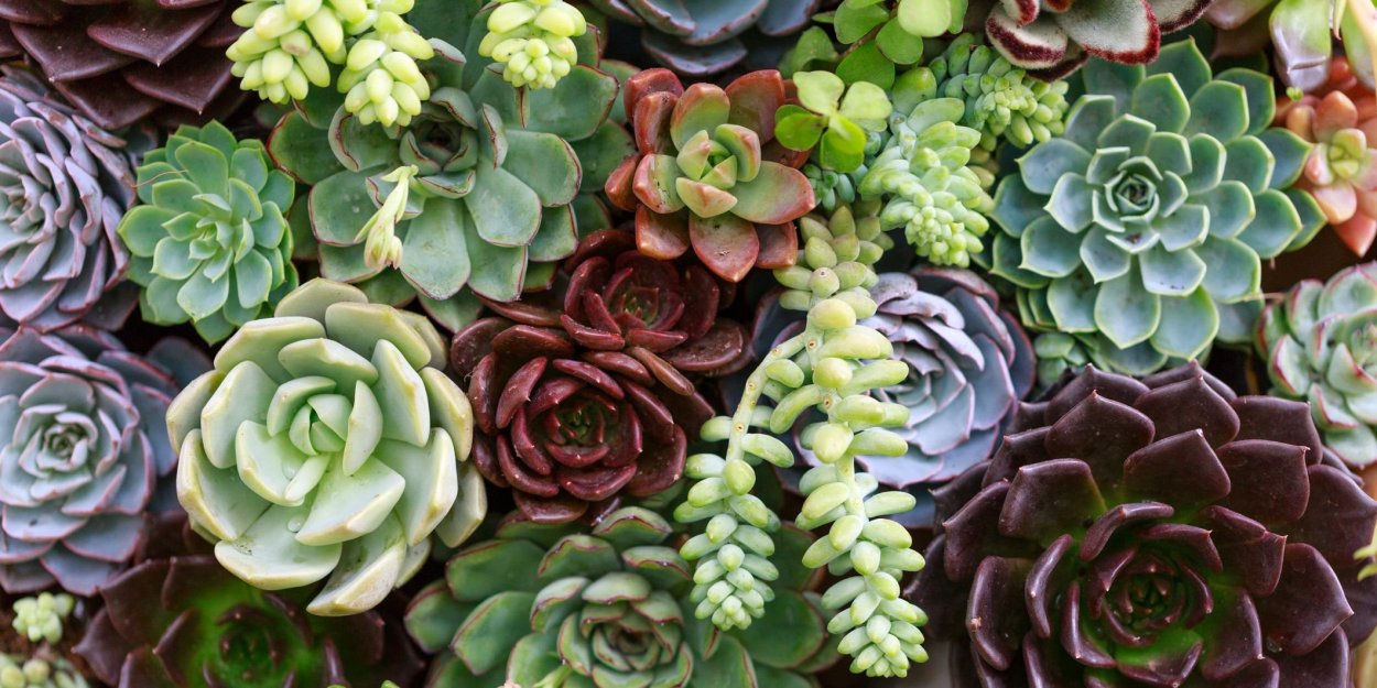 Гермиона суккулент