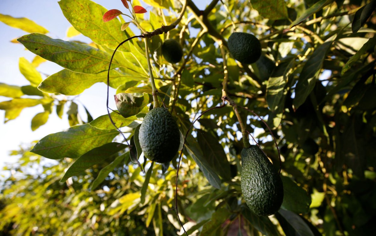 Авокадо дерево плантация