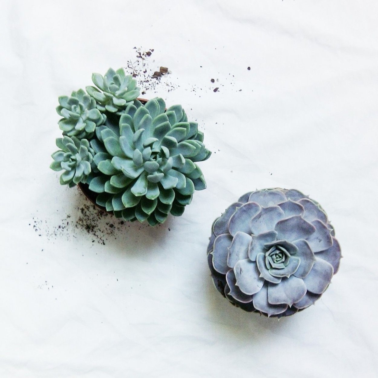 Мудборд Суккуленты