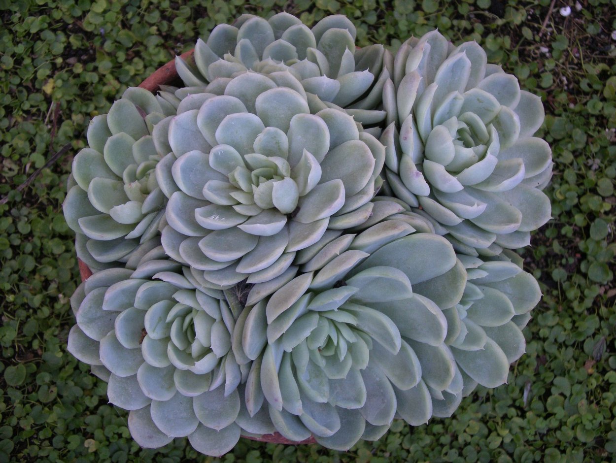 Суккулент капуста