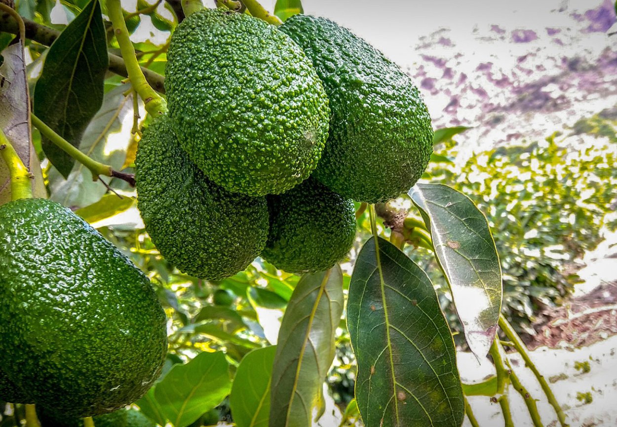Авокадо Колумбия