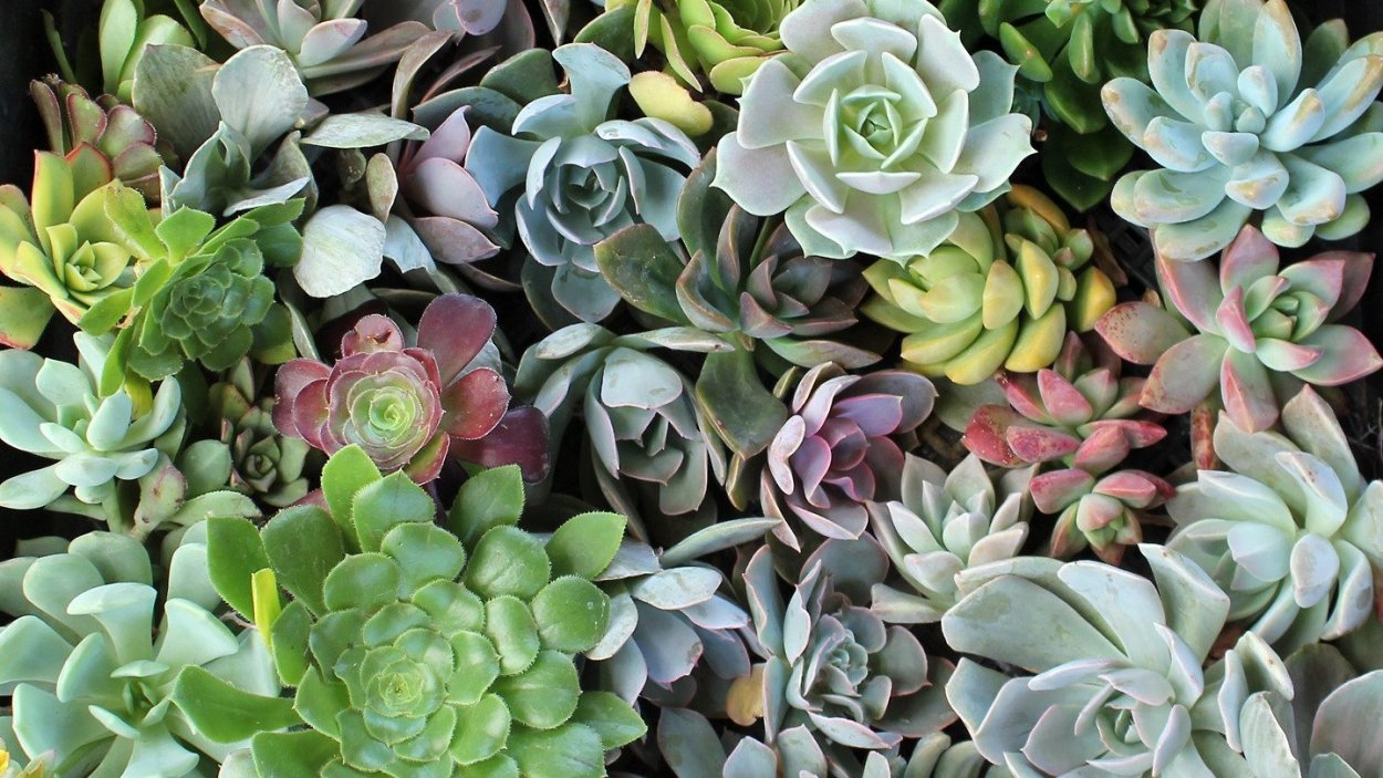 Суккуленты Эстетика