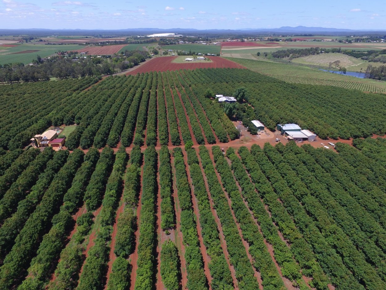 Ферма авокадо