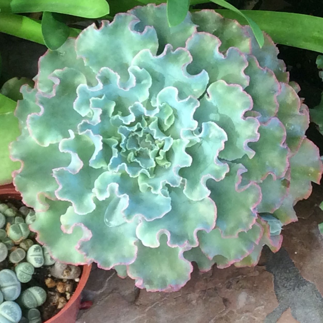 Эхеверия капуста