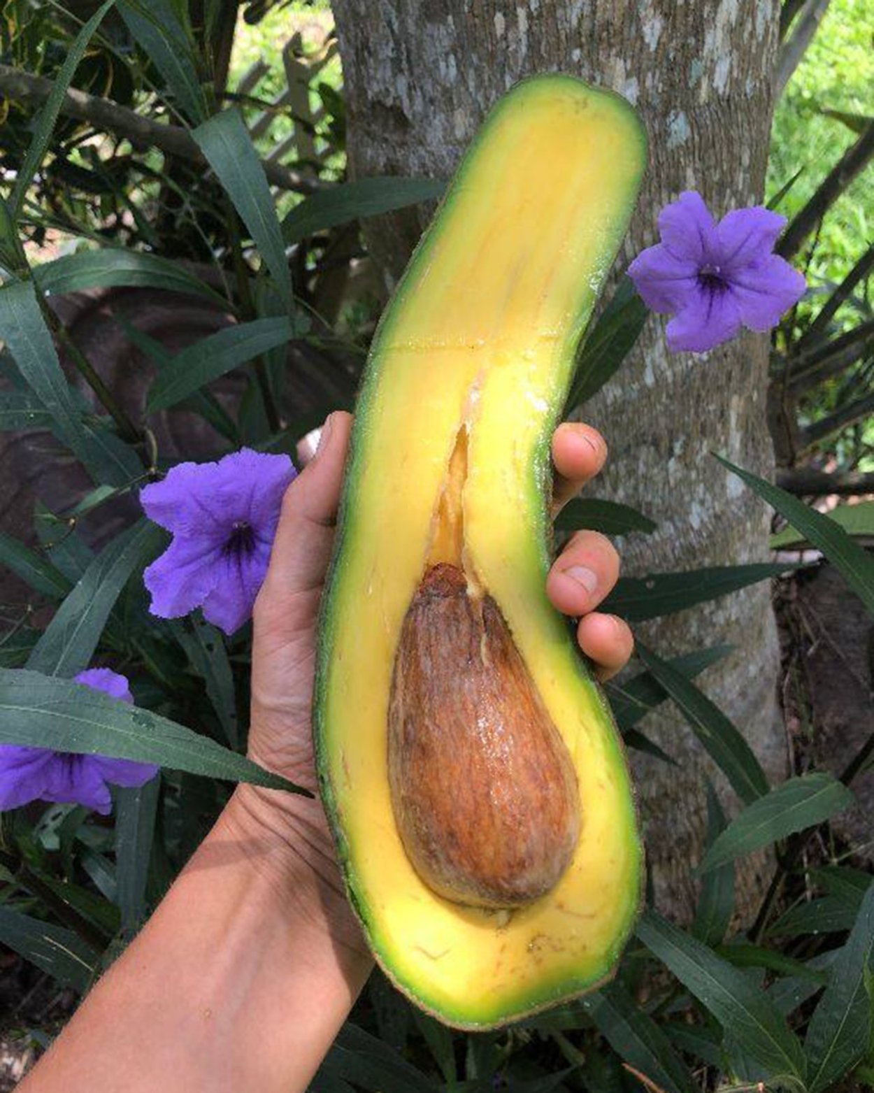 Огромное авокадо