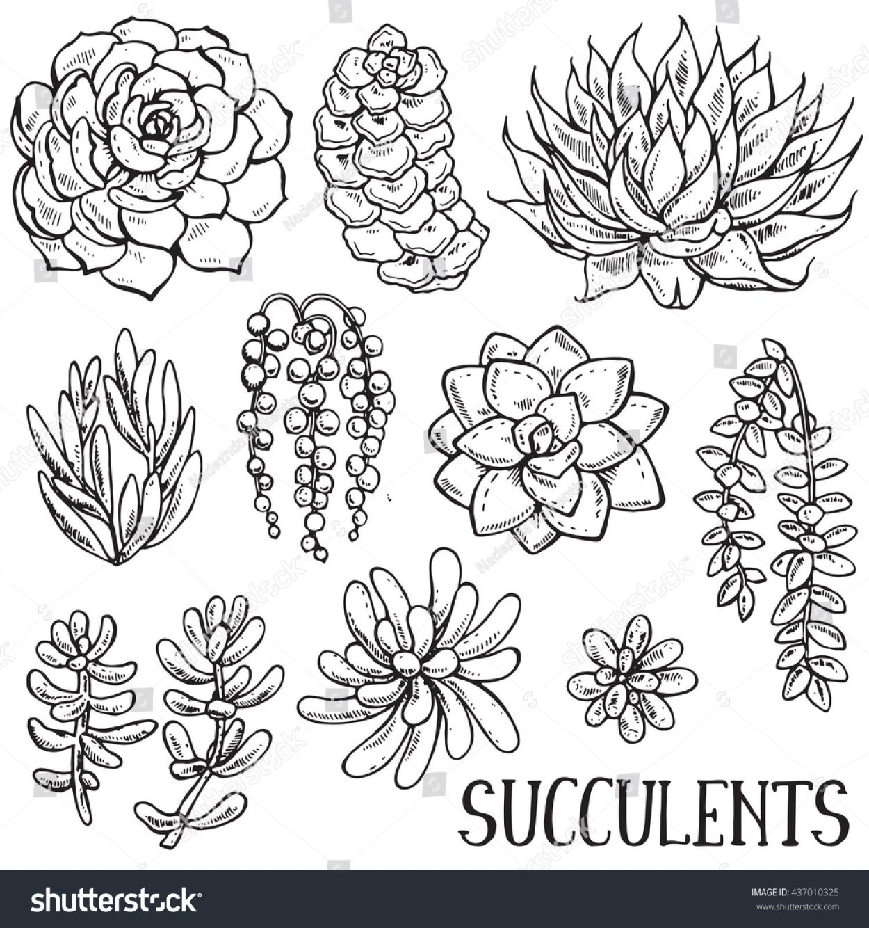 Растения Суккуленты черно белые