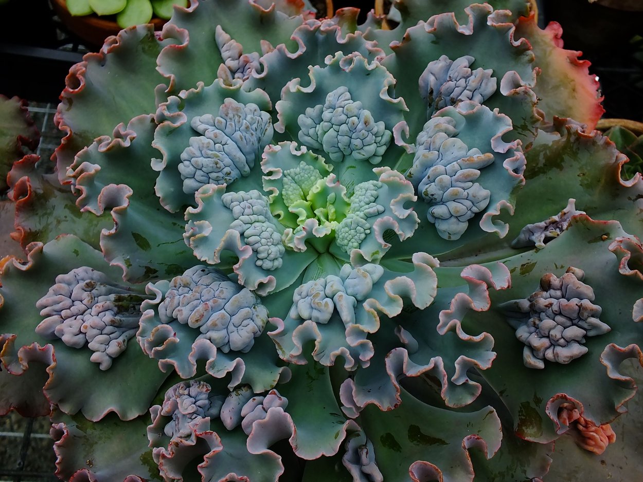 Эхеверия Дик Райт