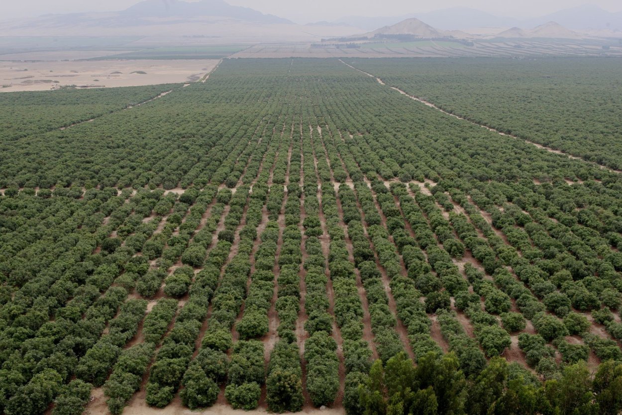 Плантации авокадо