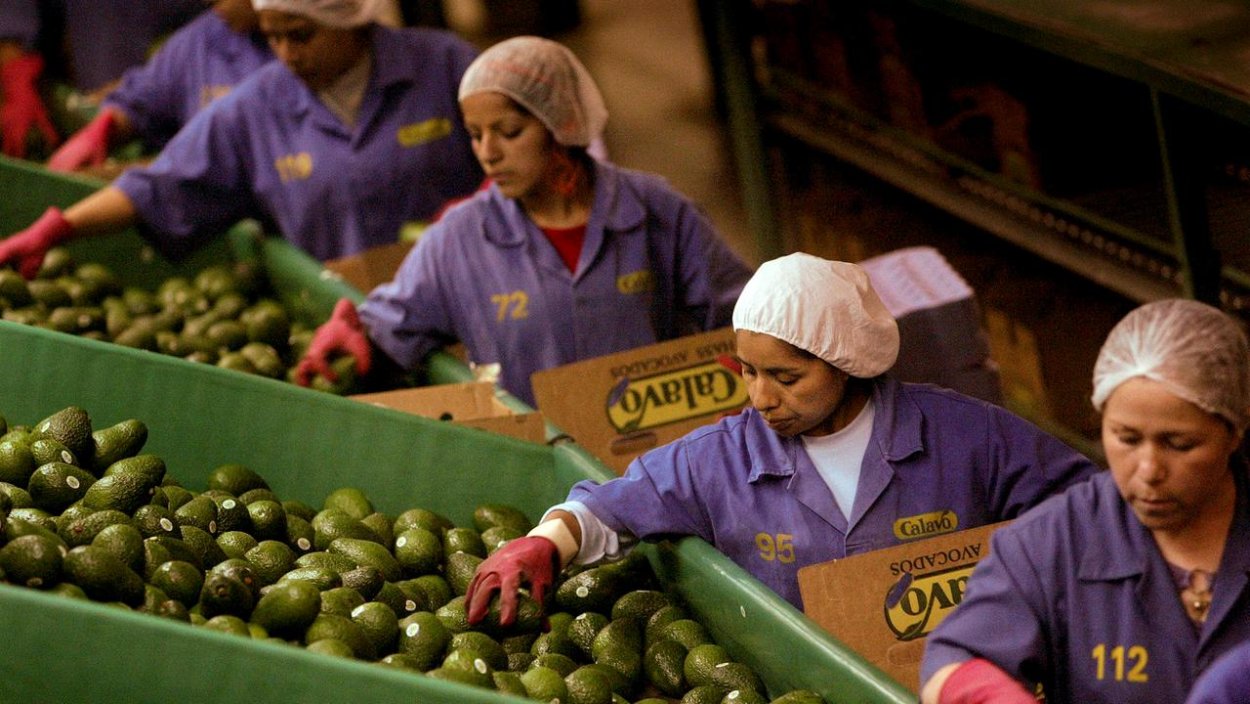 Плантации авокадо