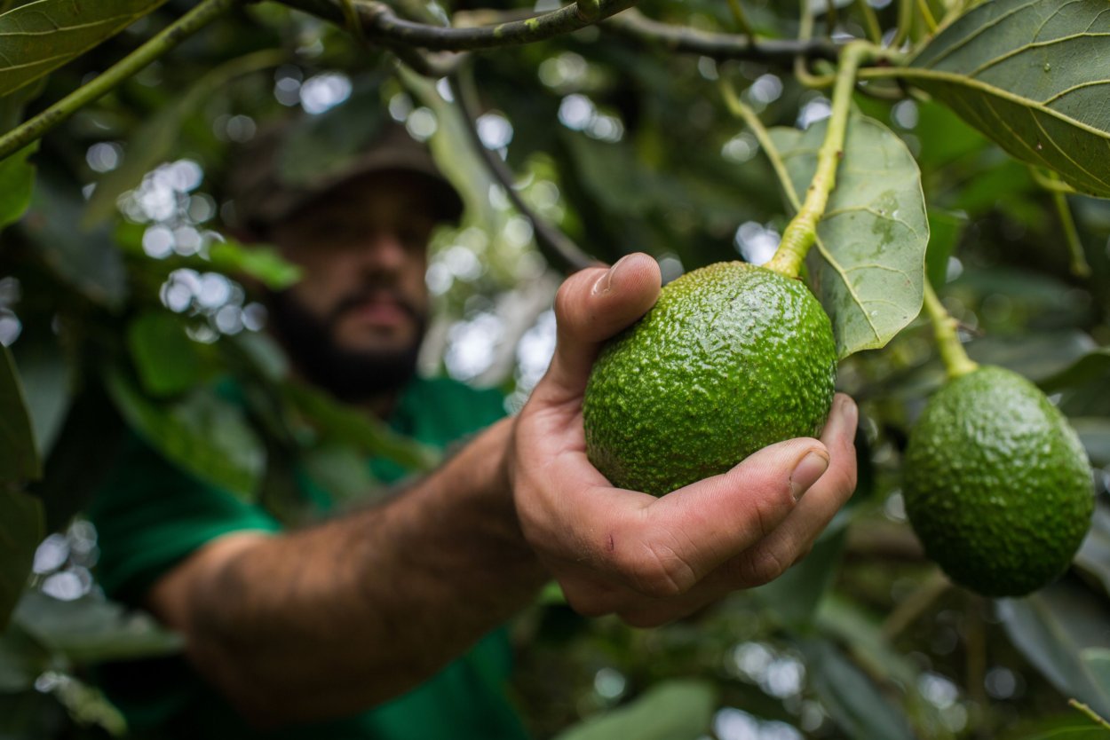 Индийский авокадо