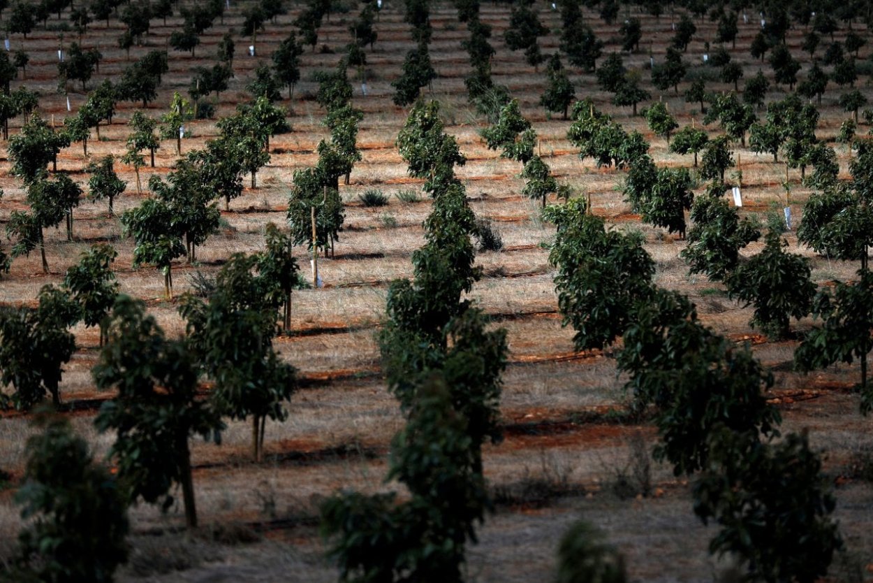 Плантации авокадо