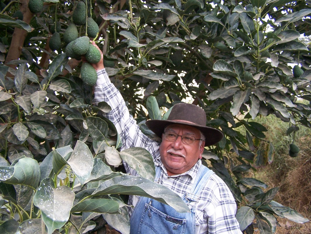 Авокадо Мексика