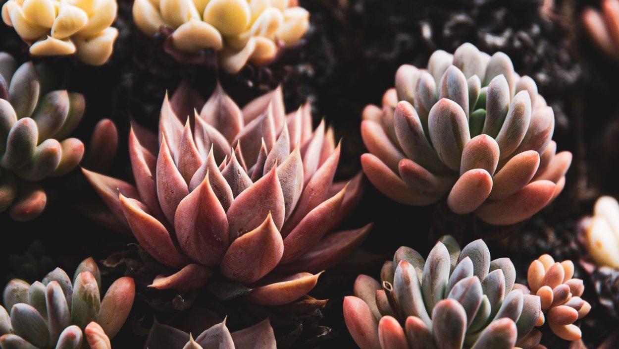 Суккуленты крупным планом