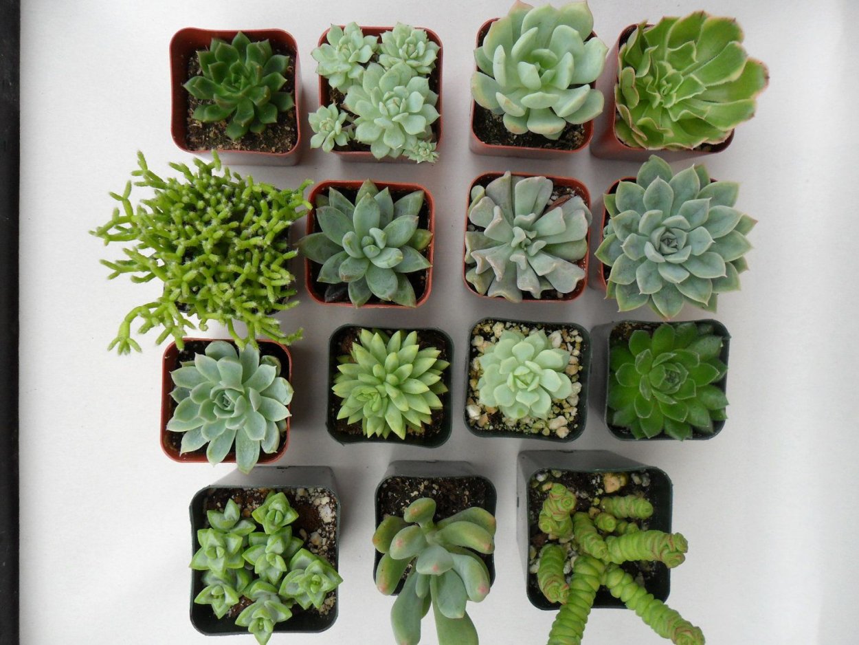 Суккуленты зеленые