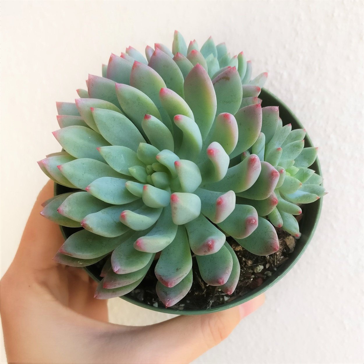 Седеверия Блю Эльф