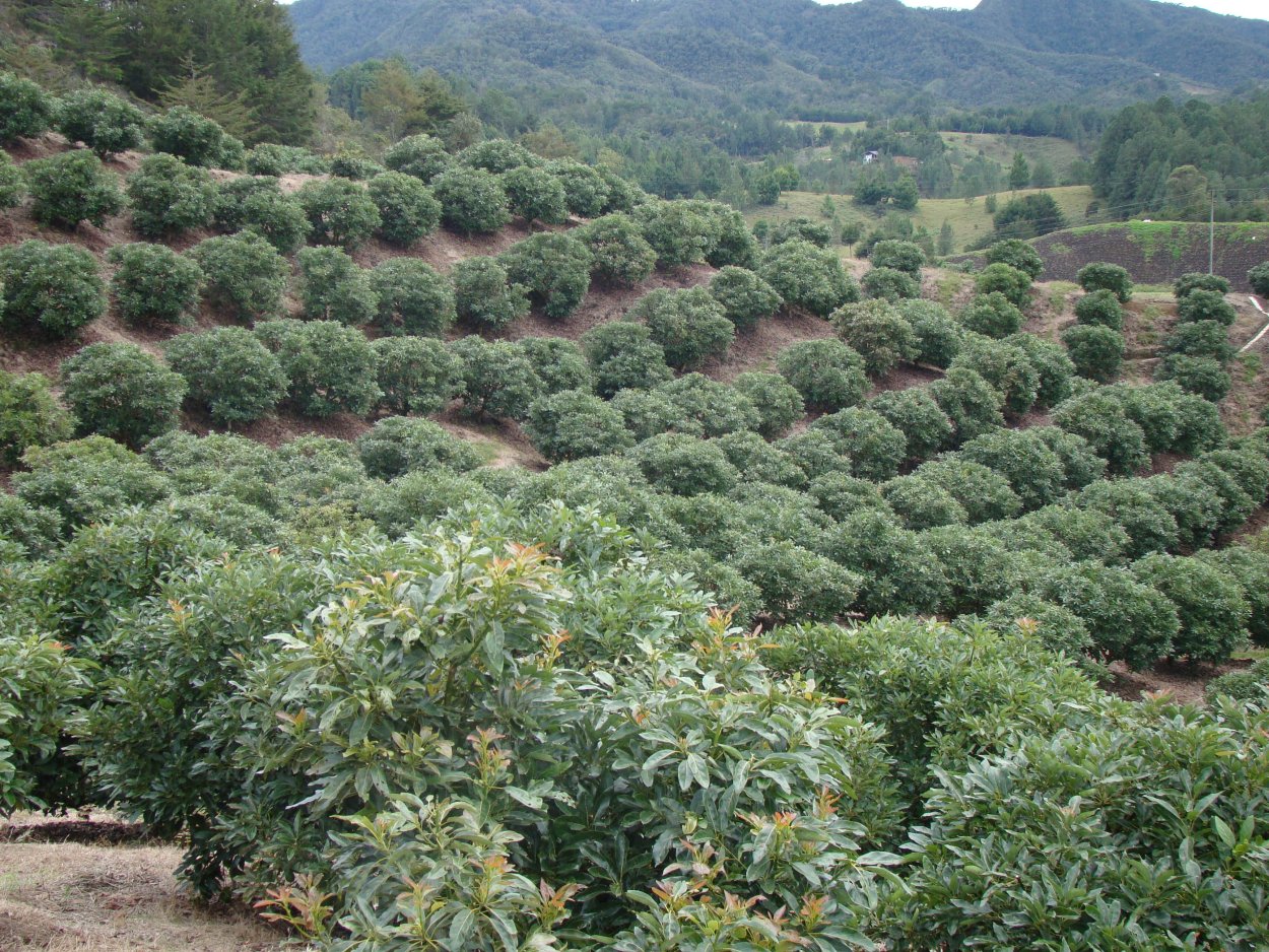 Фруктовые плантации Колумбия