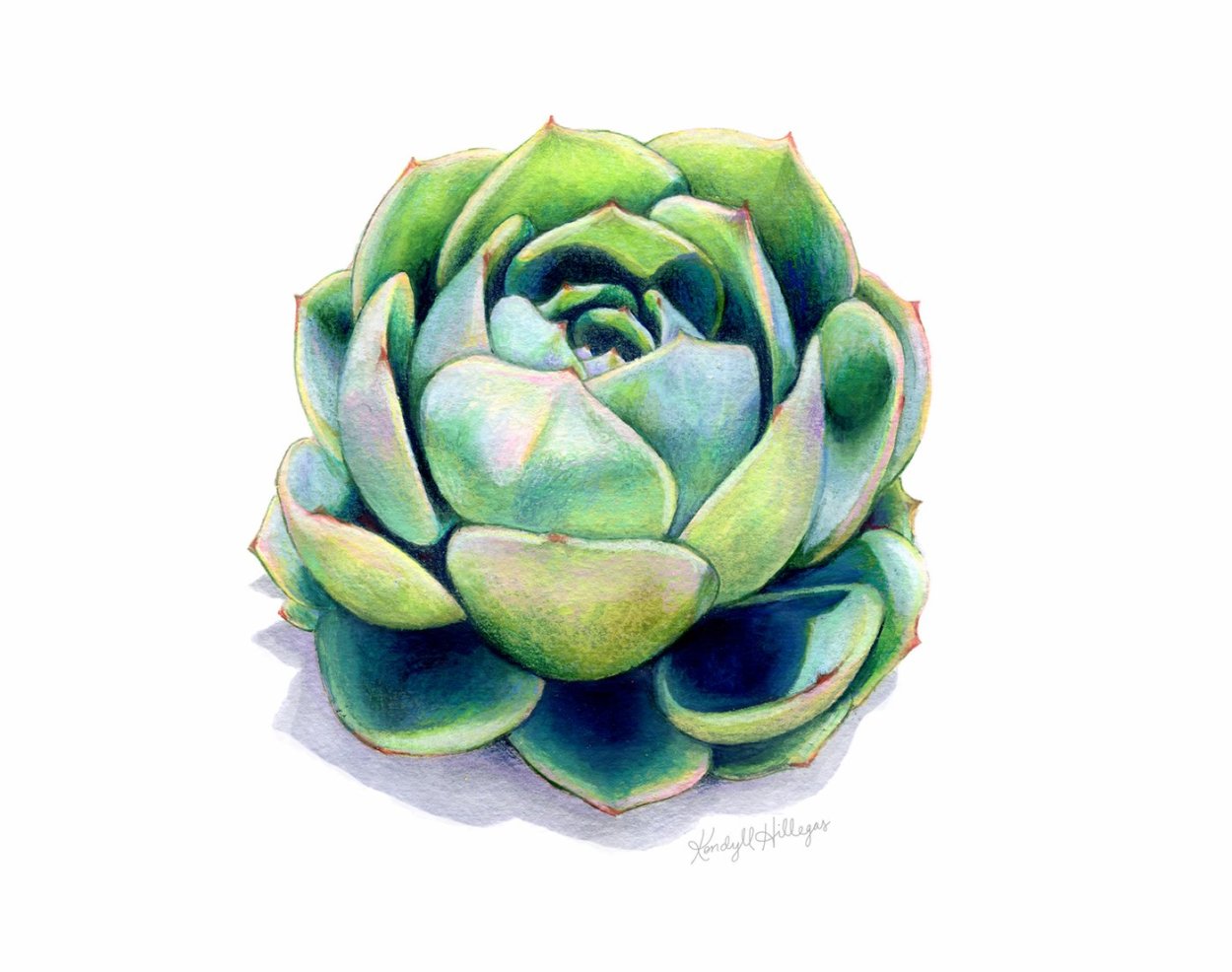 Эчеверия акварель