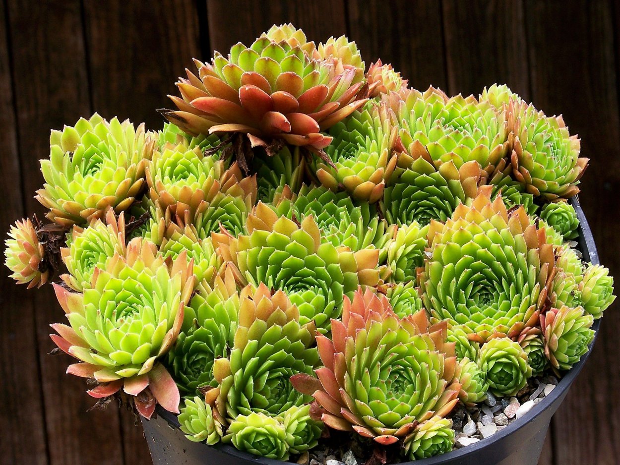 Каменная роза суккулент