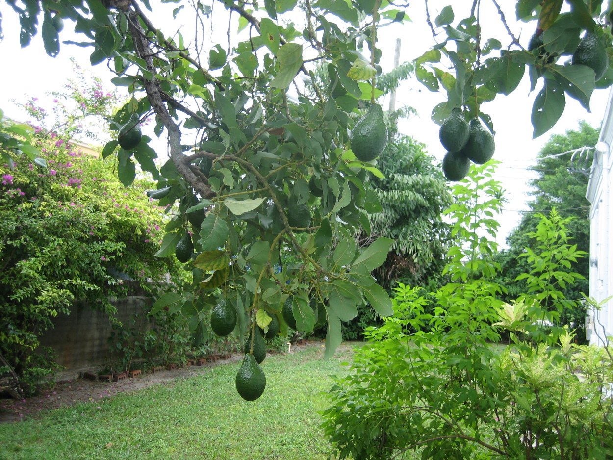 Авокадо на даче