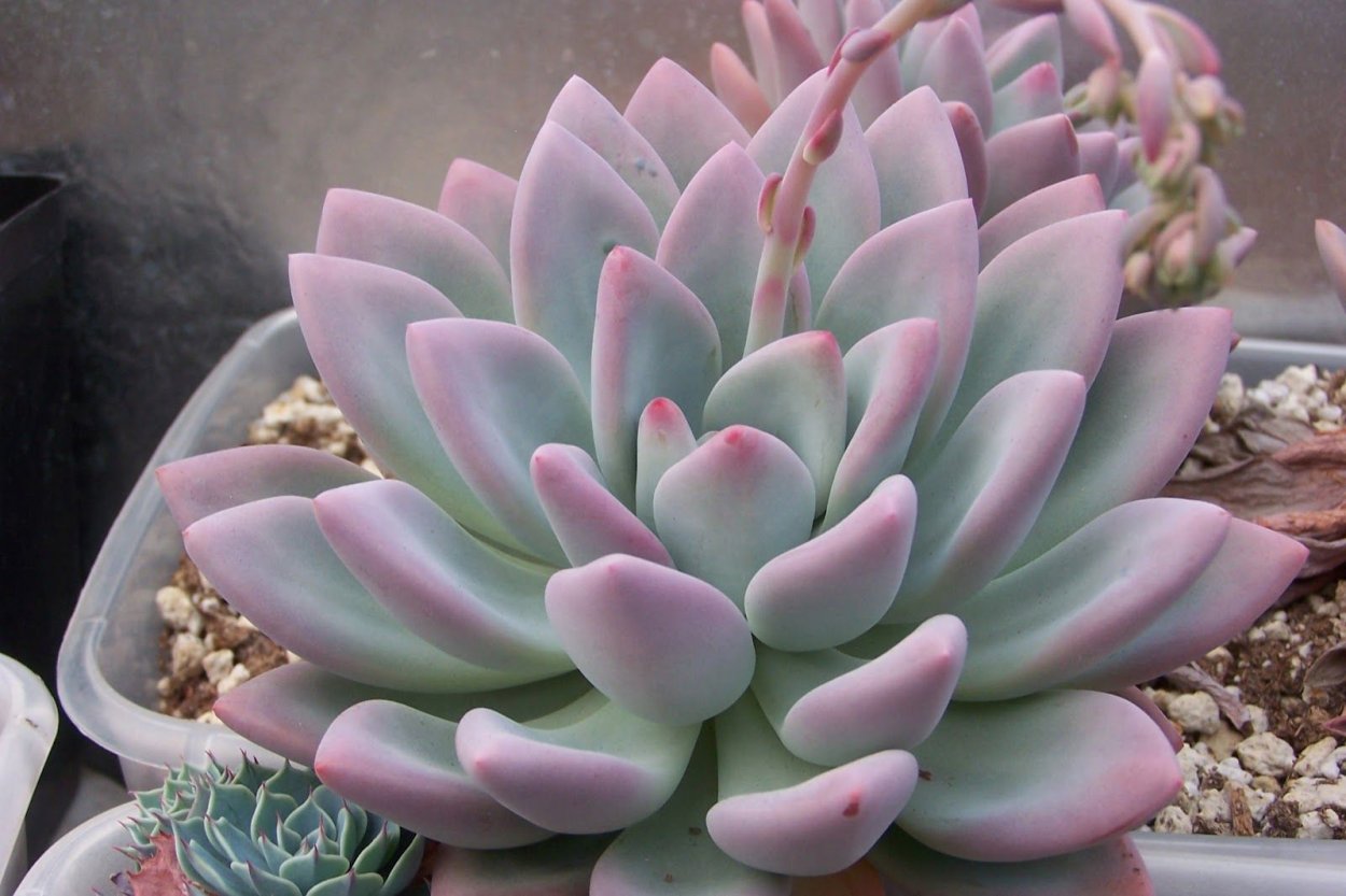 Эхеверия Мунглоу