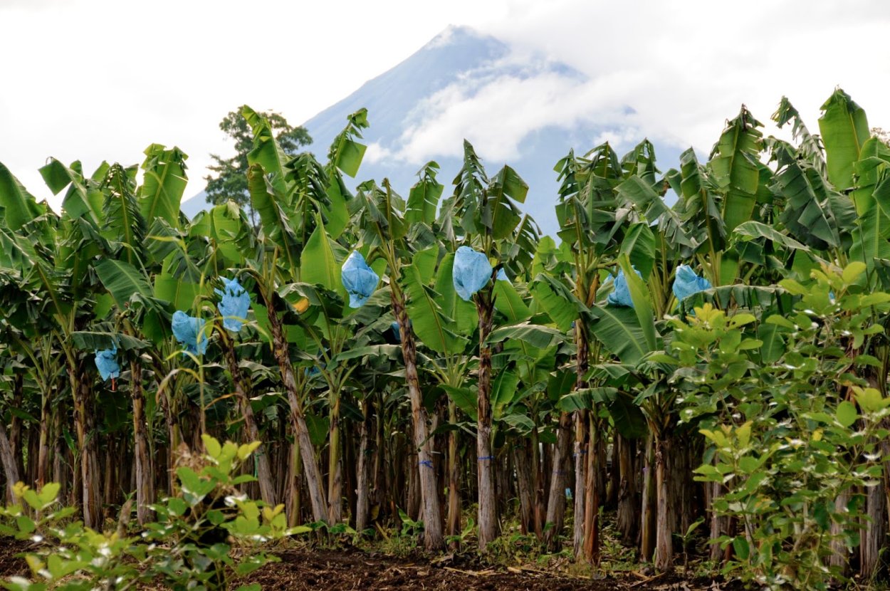 Деревянная корова растет в Коста-Рике