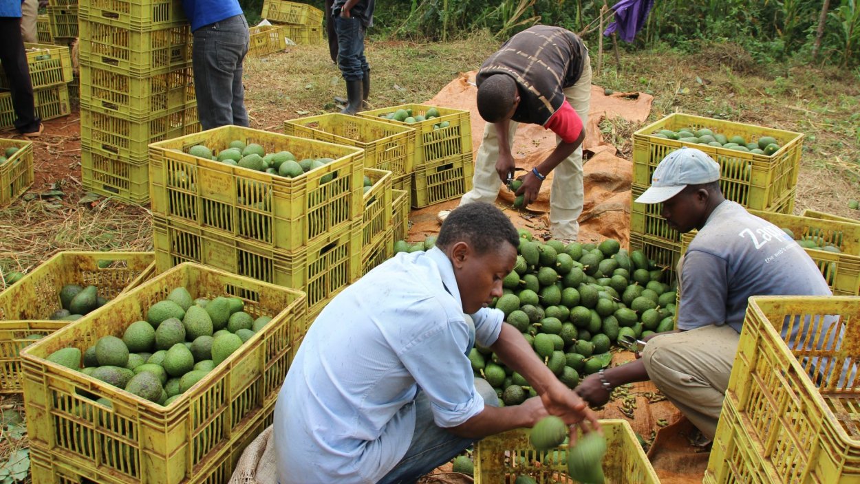 Авокадо производства Кения