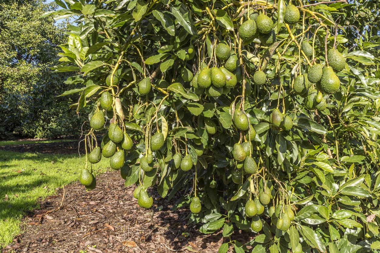 Авокадо дерево