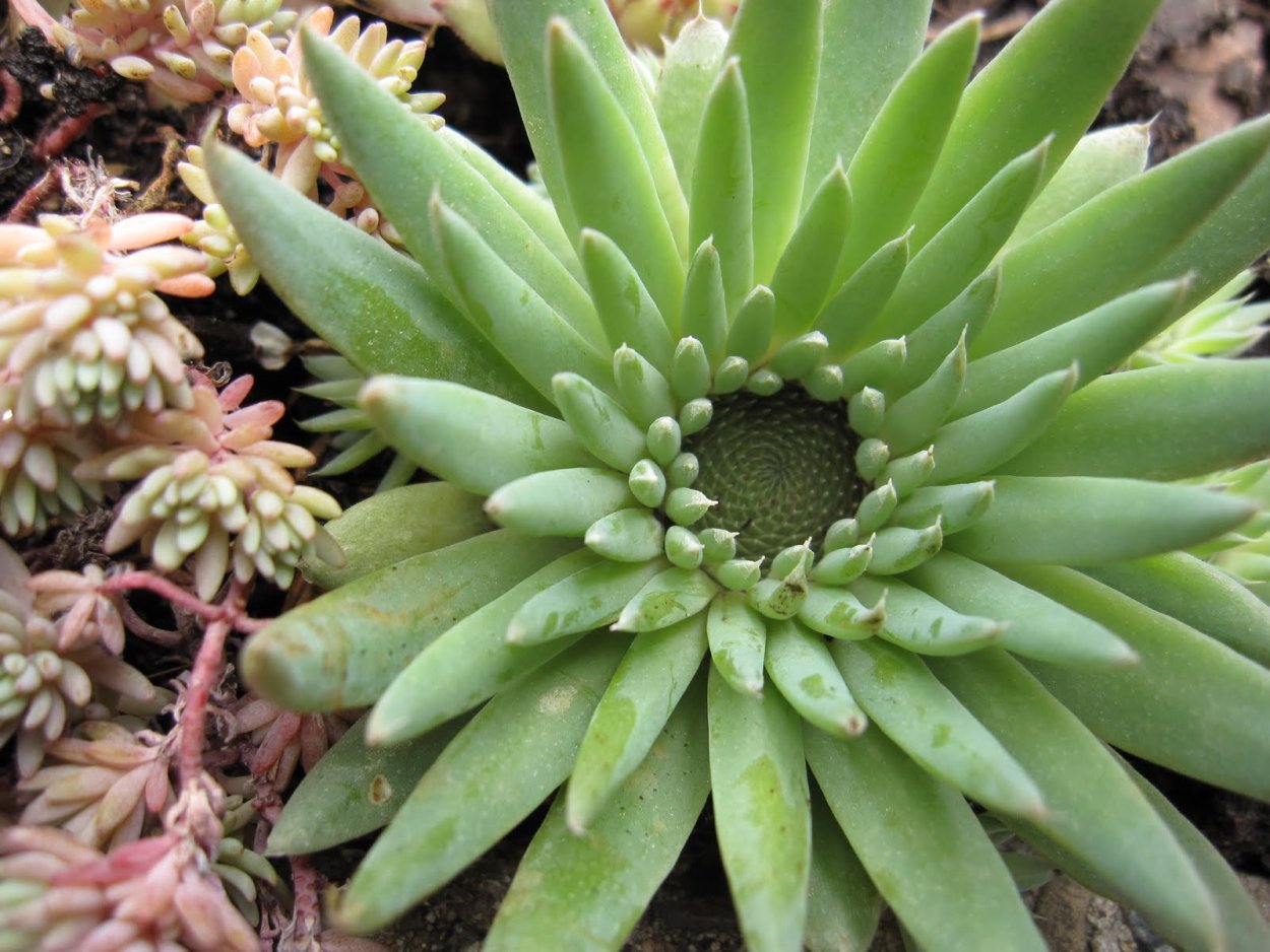 Спиноза Суккуленты