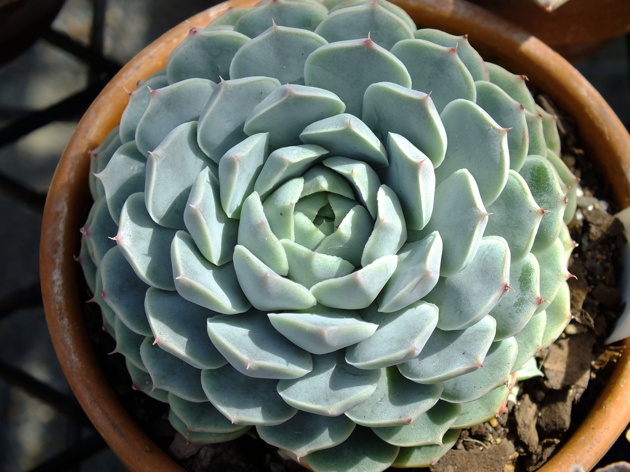 Echeveria hyalina