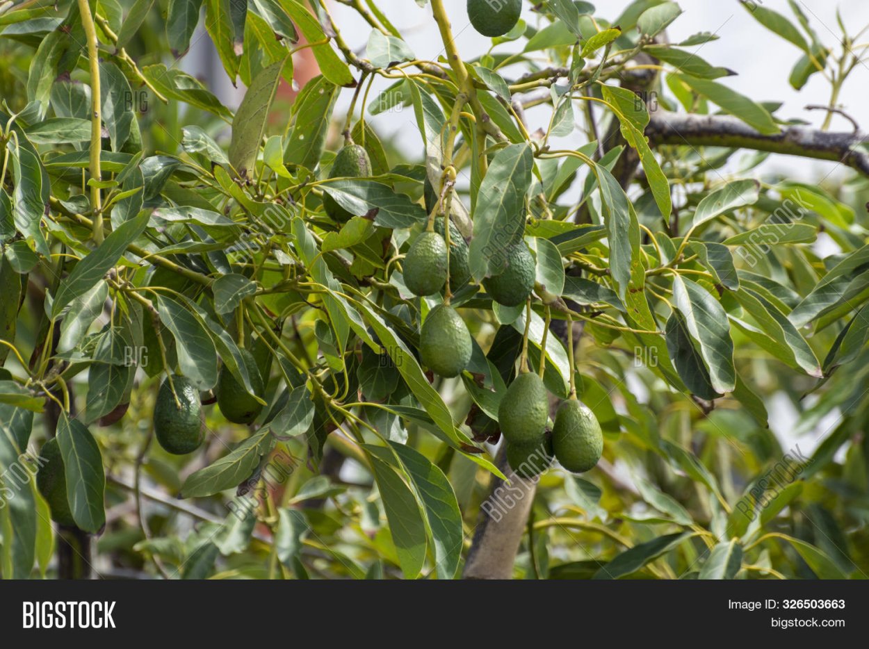 Авокадо в субтропиках
