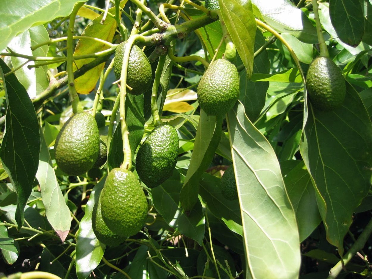 8. Авокадо-Аллигаторова груша из семейства лавровых.