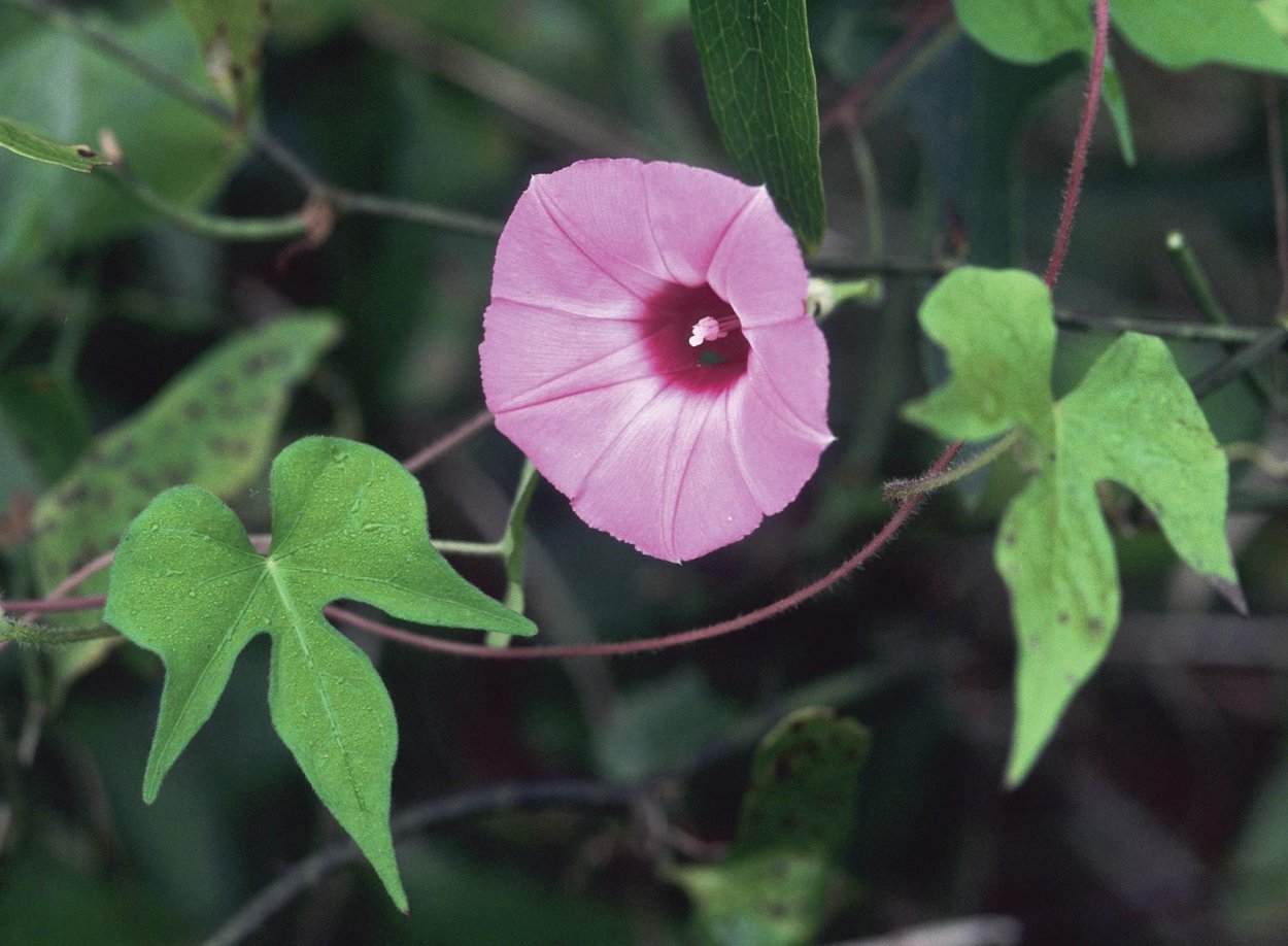 Ipomoea carnosum