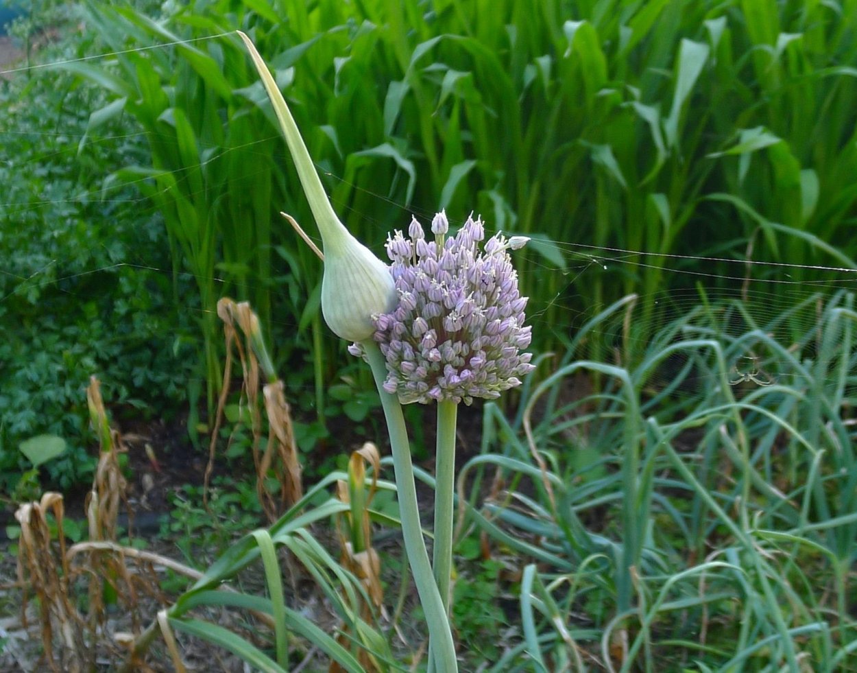 Allium ampeloprasum l