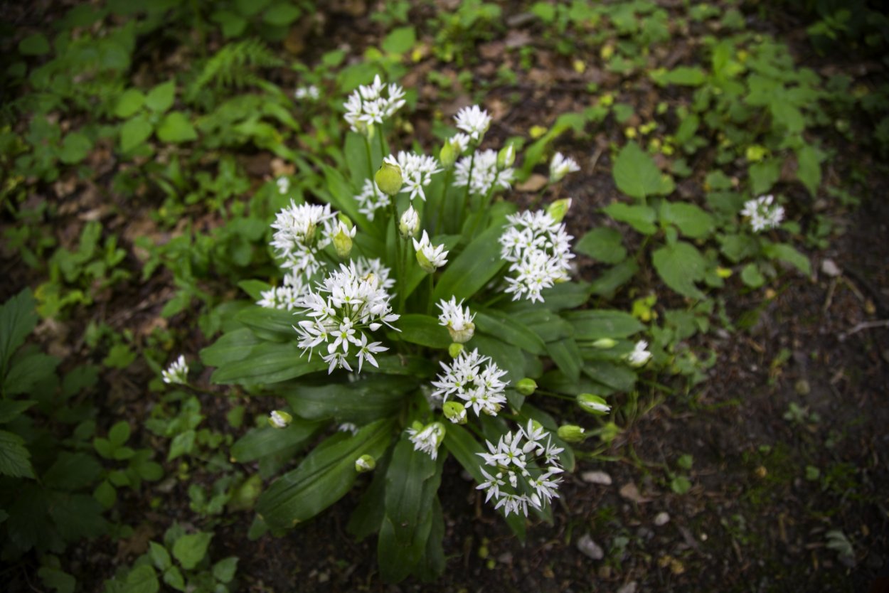 Allium ursinum
