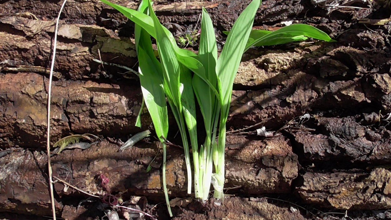 Черемша узколистная