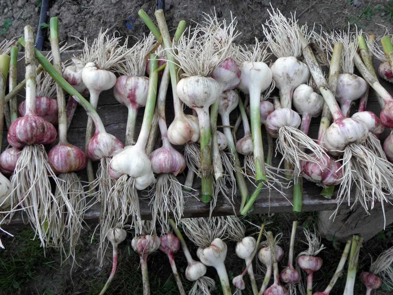 Чеснок в огороде