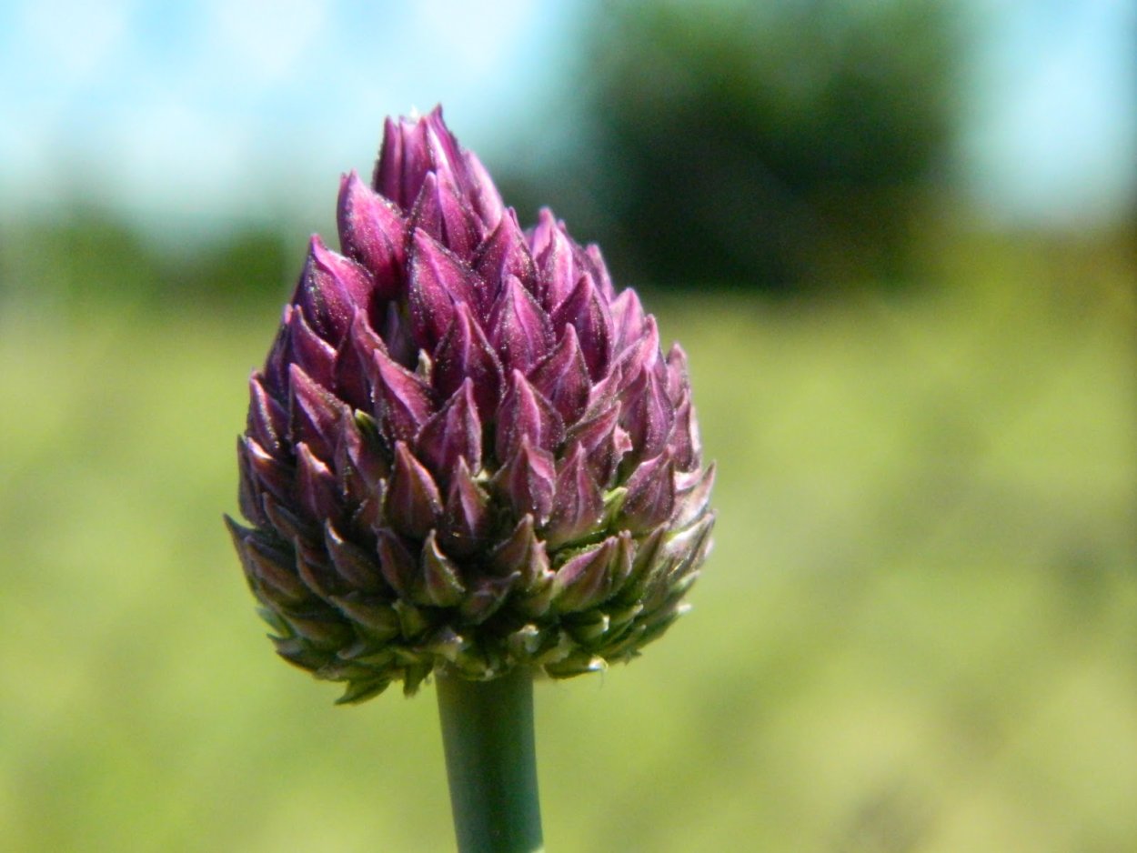 Лук длинноостроконечный