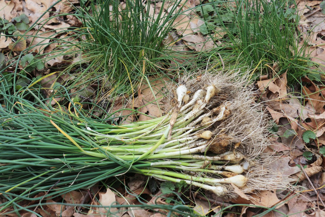Чеснок полевой Мангыр
