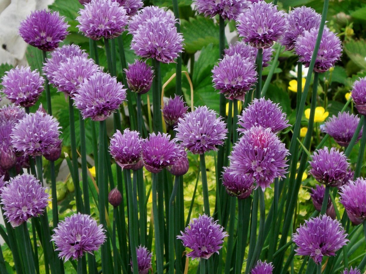 Allium schoenoprasum лук скорода